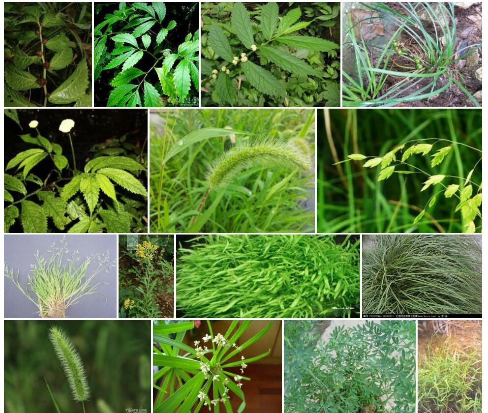 毛枝细尾楼梯草照片和图片/