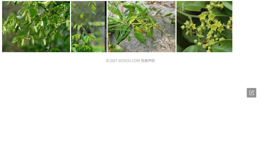 毛枝翼核果照片和图片/