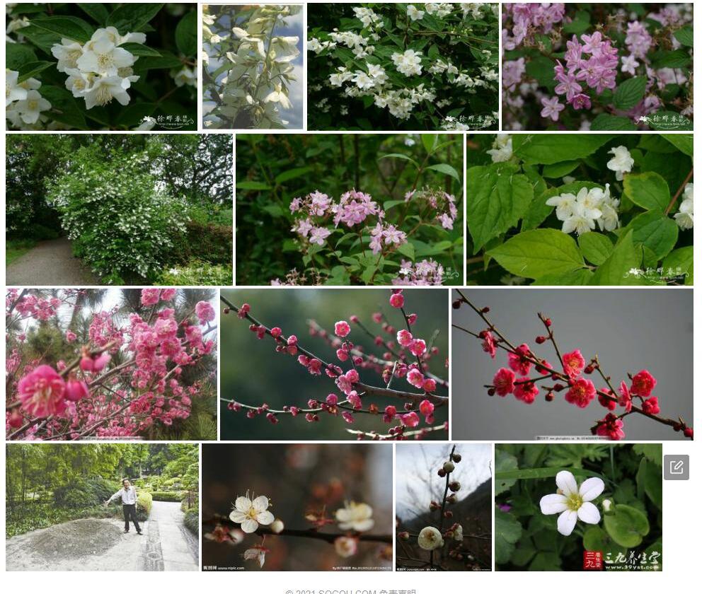 毛柱山梅花照片和图片/