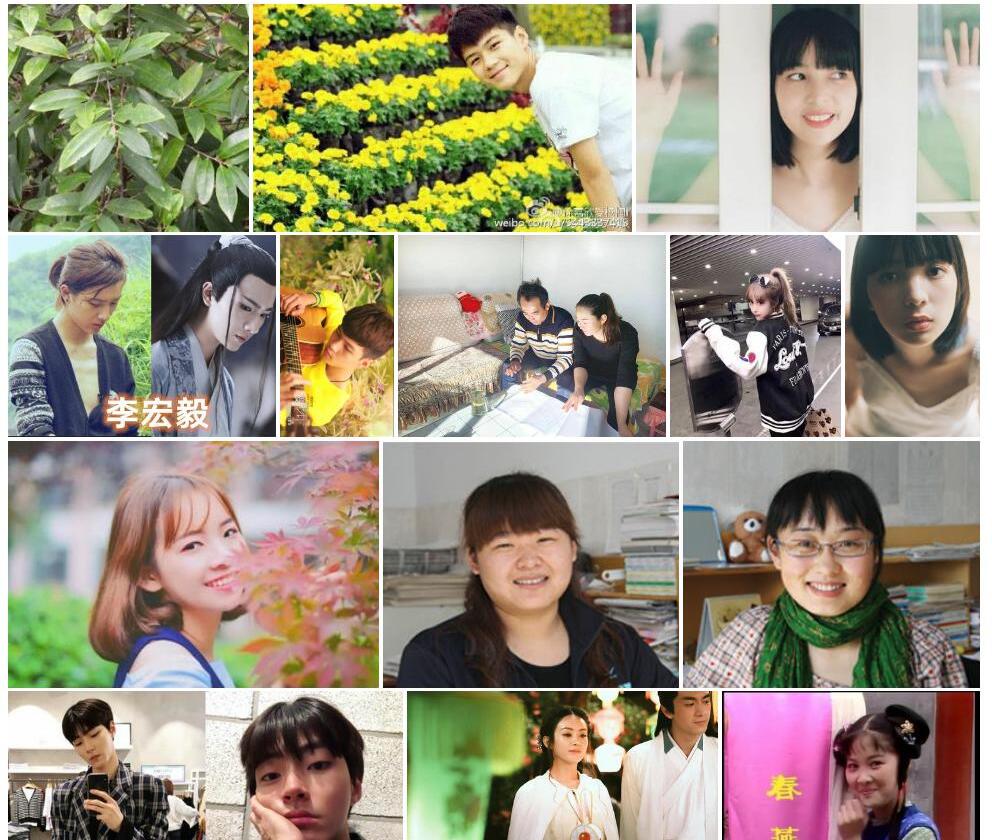 毛柱杨桐照片和图片/