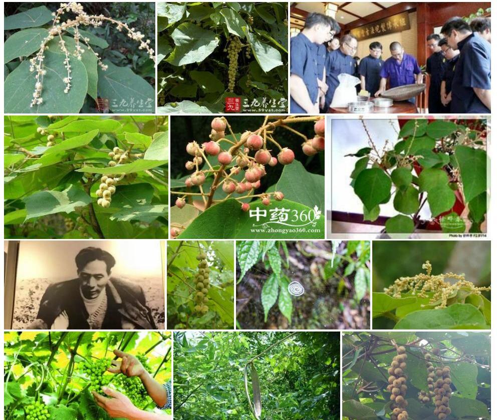 毛桐照片和图片/