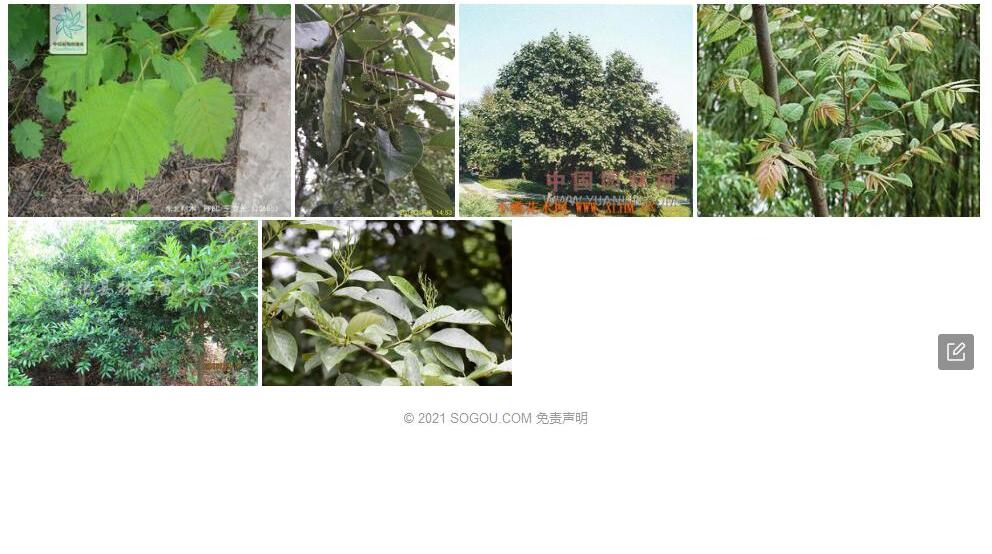 毛桤木照片和图片/