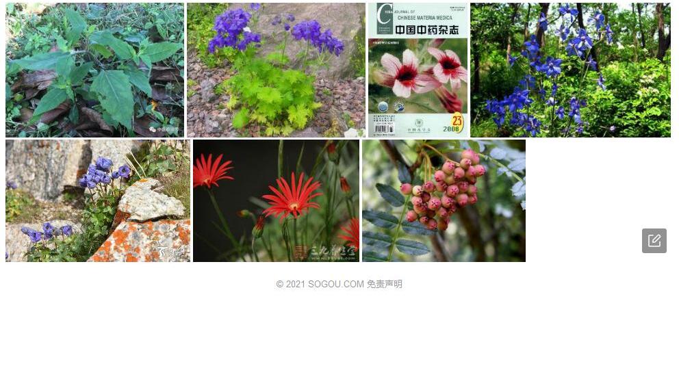 毛梗翠雀花照片和图片/