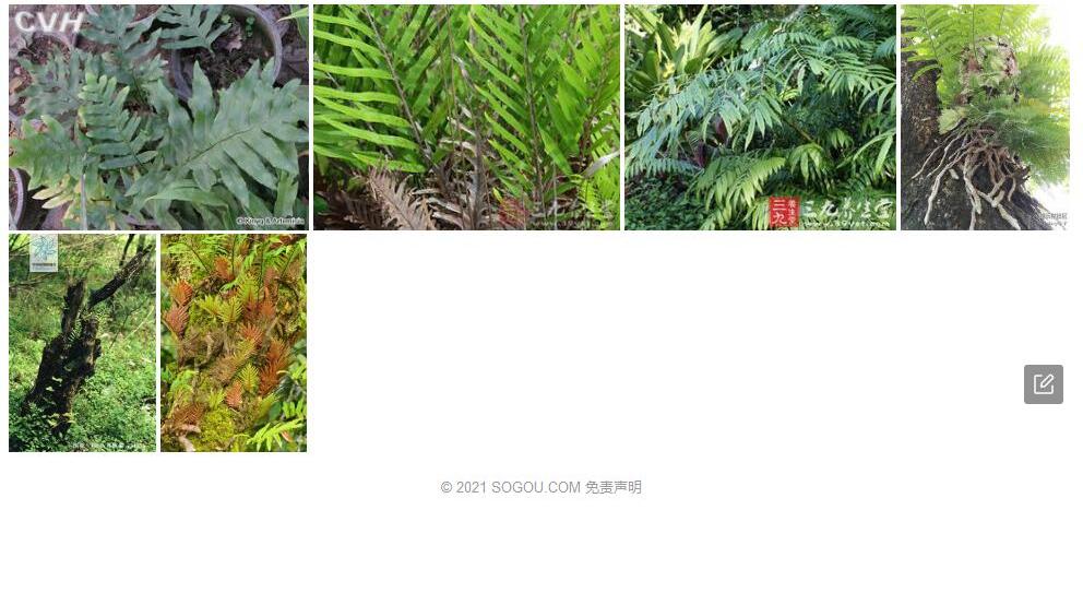 毛槲蕨照片和图片/