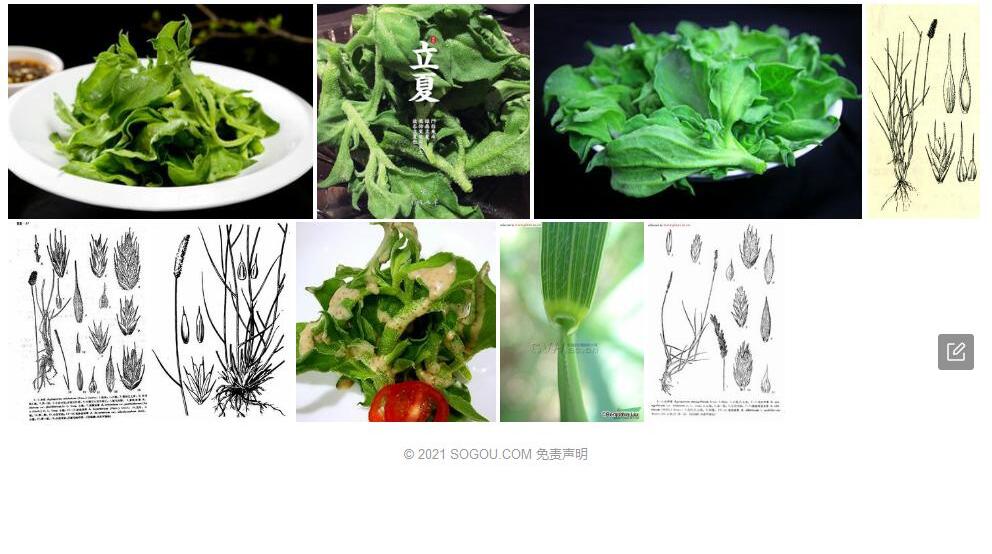 毛沙生冰草照片和图片/