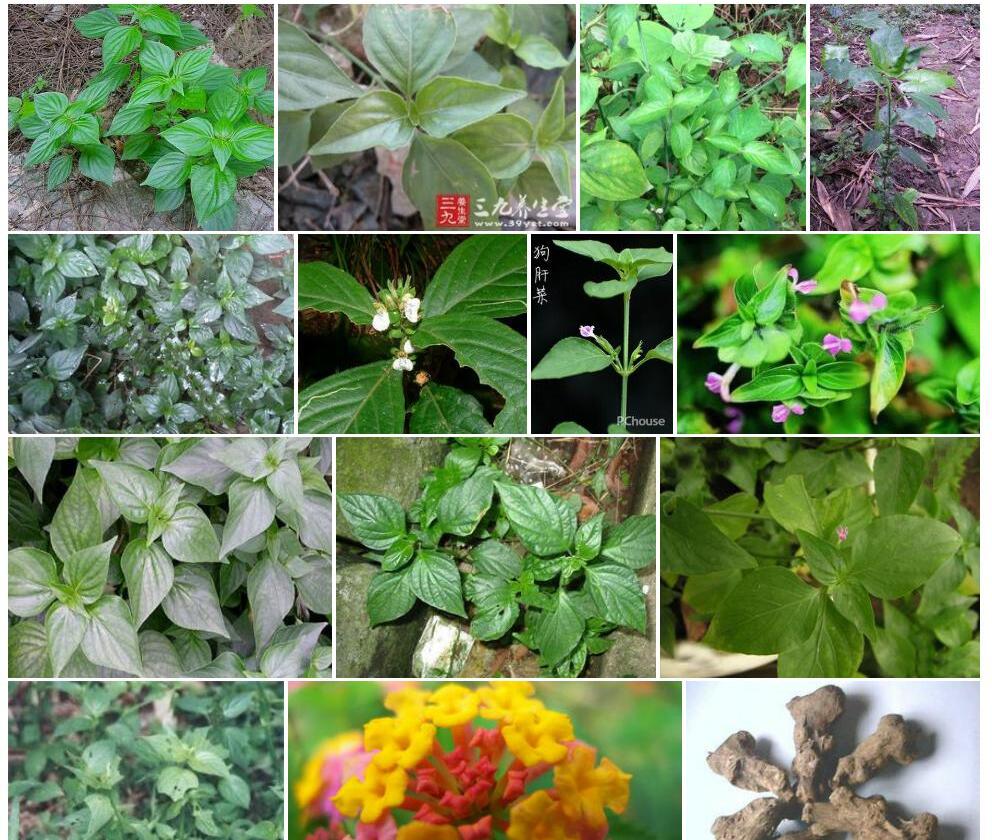 毛狗肝菜照片和图片/