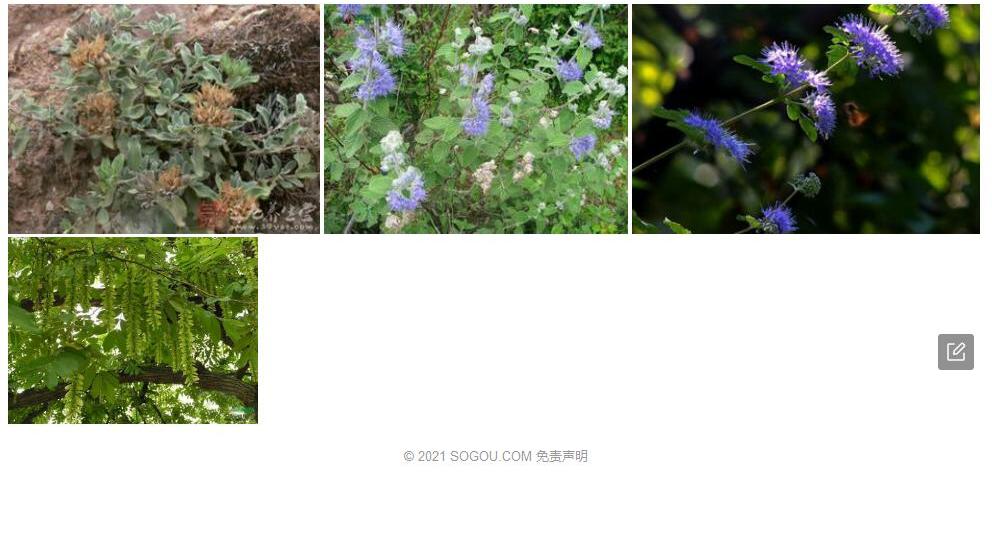 毛球莸照片和图片/