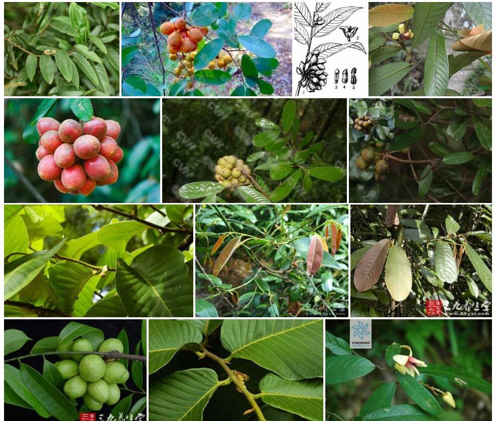 毛瓜馥木照片和图片/