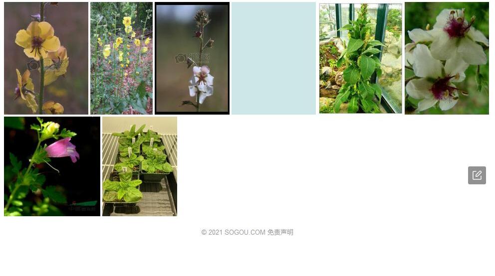 毛瓣毛蕊花照片和图片/