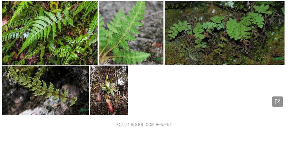 毛盖岩蕨照片和图片/