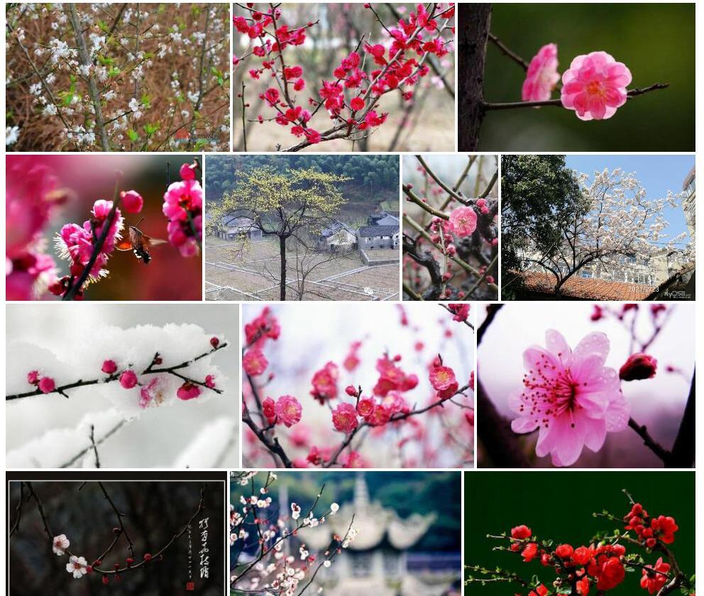 毛盘山梅花照片和图片/