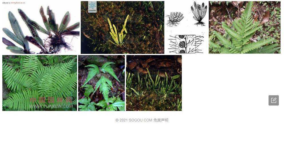 毛禾叶繁缕照片和图片/