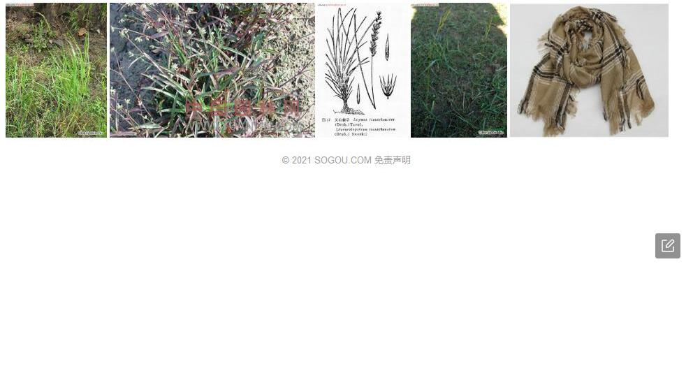 毛穗赖草照片和图片/
