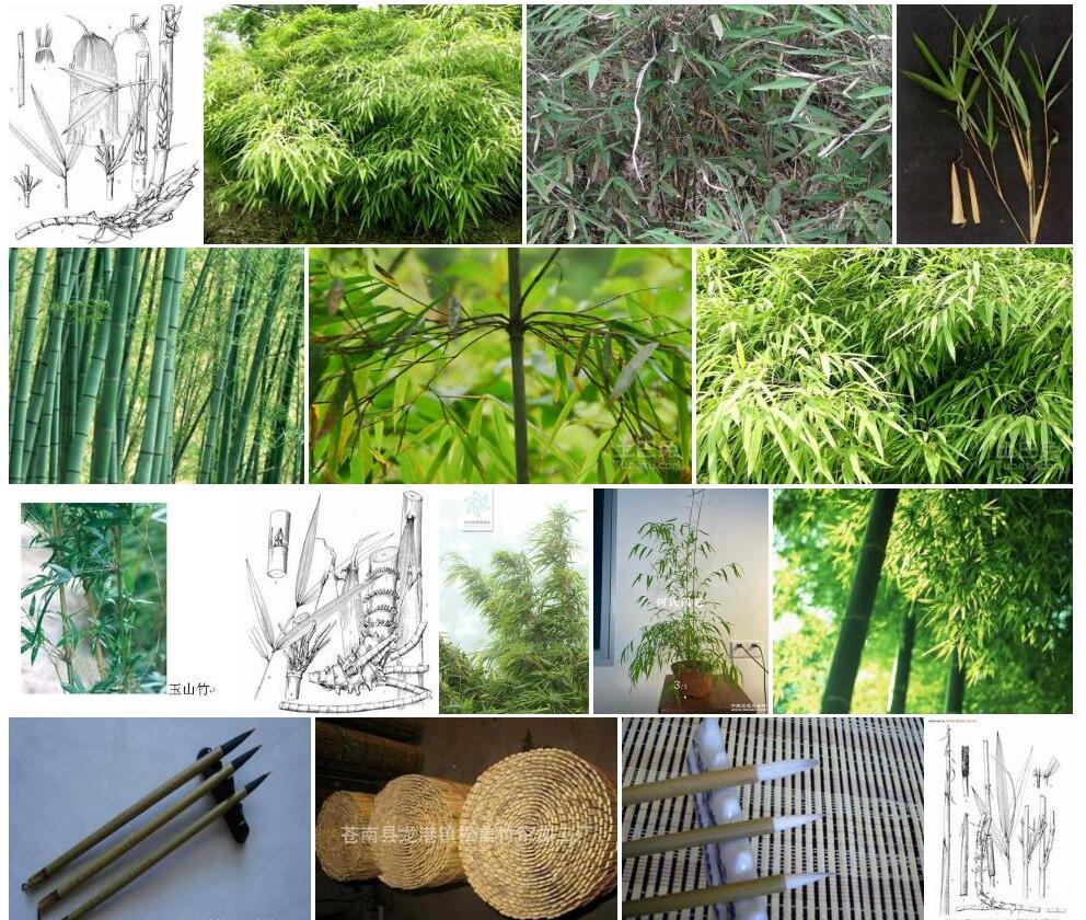 毛竿玉山竹照片和图片/