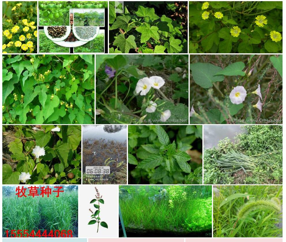 毛籽鱼黄草照片和图片/
