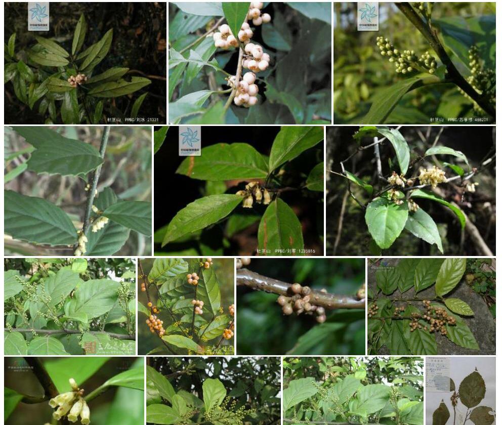 毛脉杜茎山照片和图片/