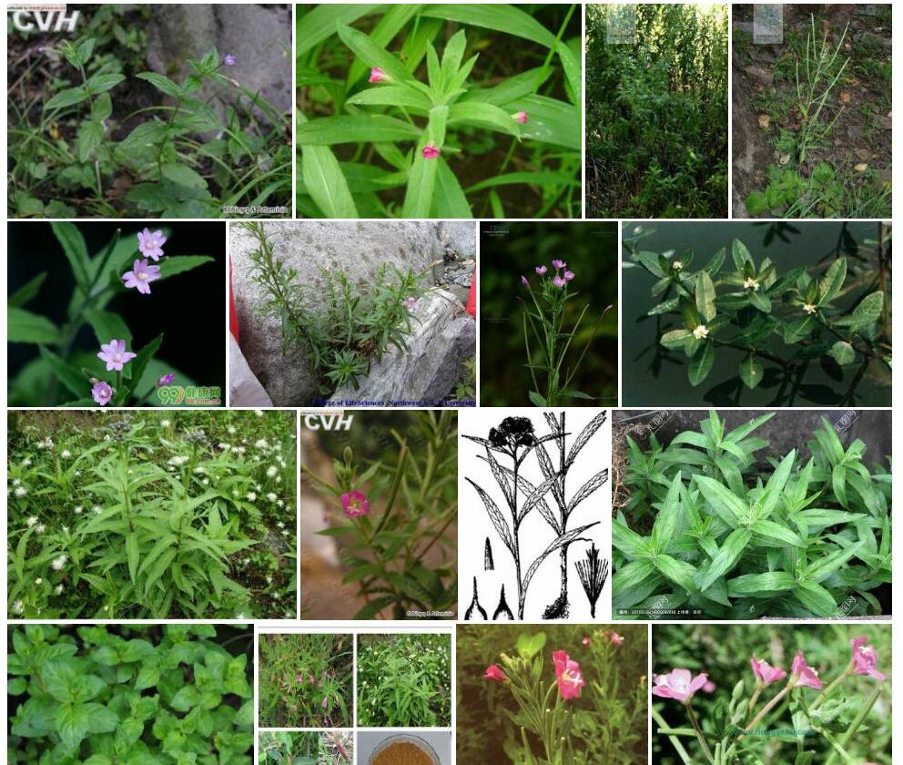 毛脉柳叶菜照片和图片/