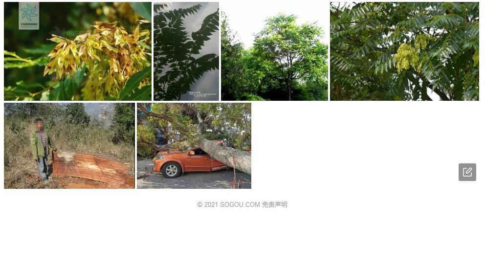 毛臭椿照片和图片/