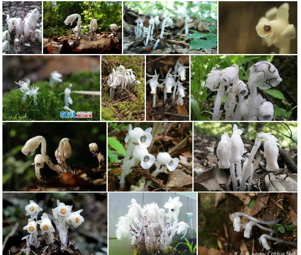 毛花假水晶兰照片和图片/