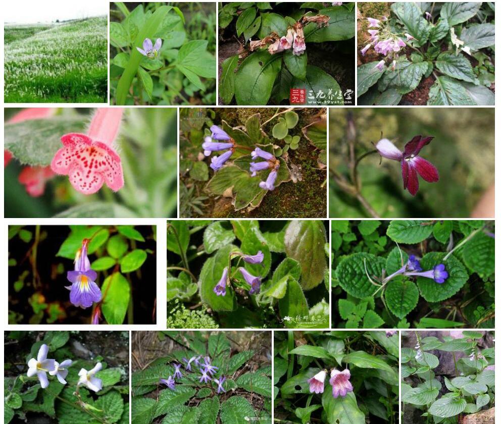 毛花直瓣苣苔照片和图片/