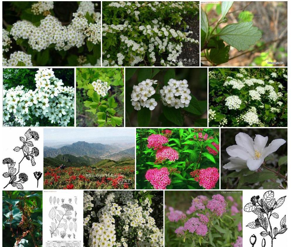 毛花绣线菊照片和图片/