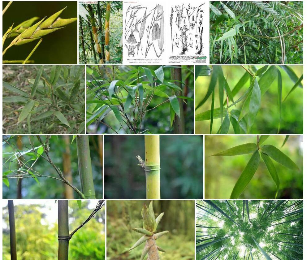 毛花酸竹照片和图片/