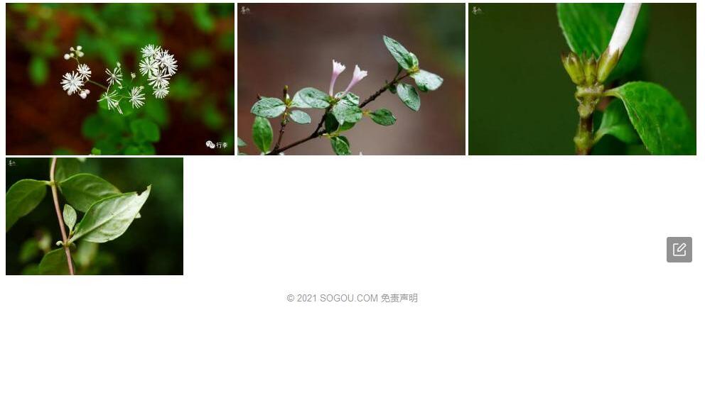 毛花野丁香照片和图片/