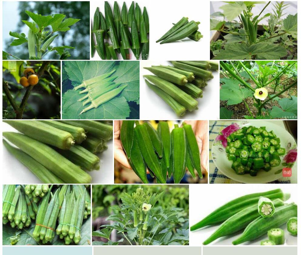 毛茄照片和图片/