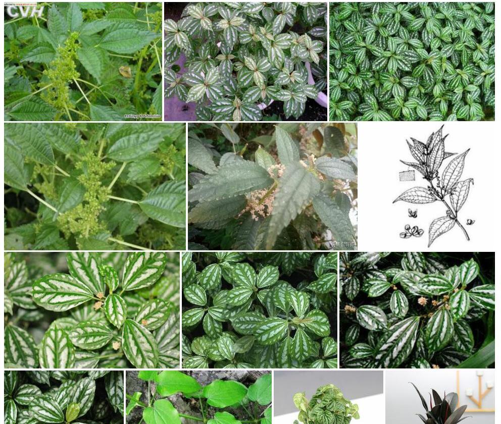 毛茎冷水花照片和图片/