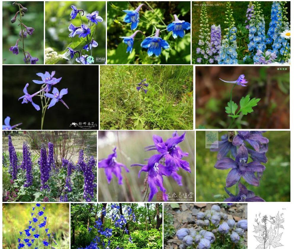 毛茎翠雀花照片和图片/