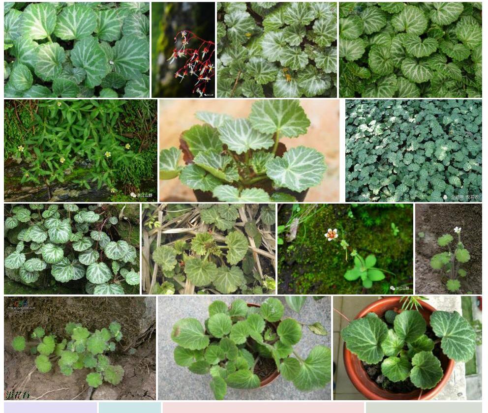 毛茎虎耳草照片和图片/