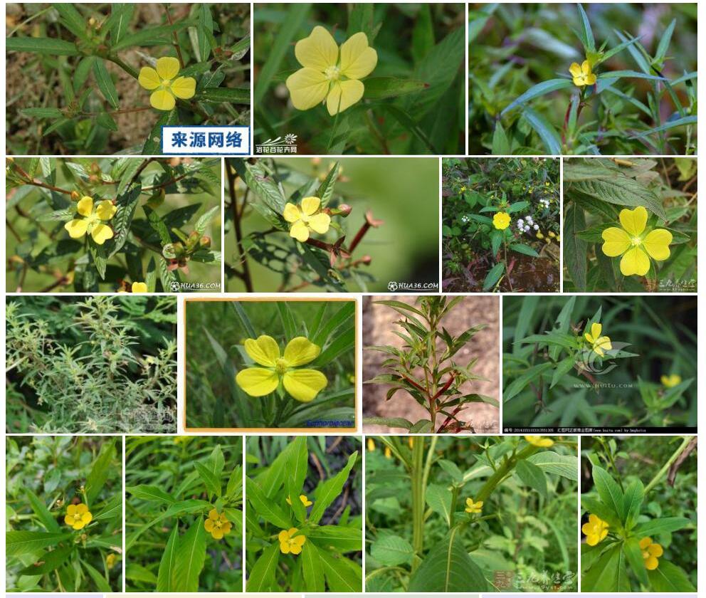毛草龙照片和图片/