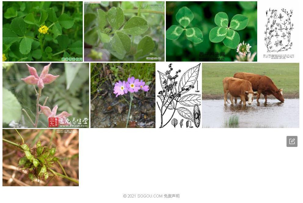 毛荚苜蓿照片和图片/