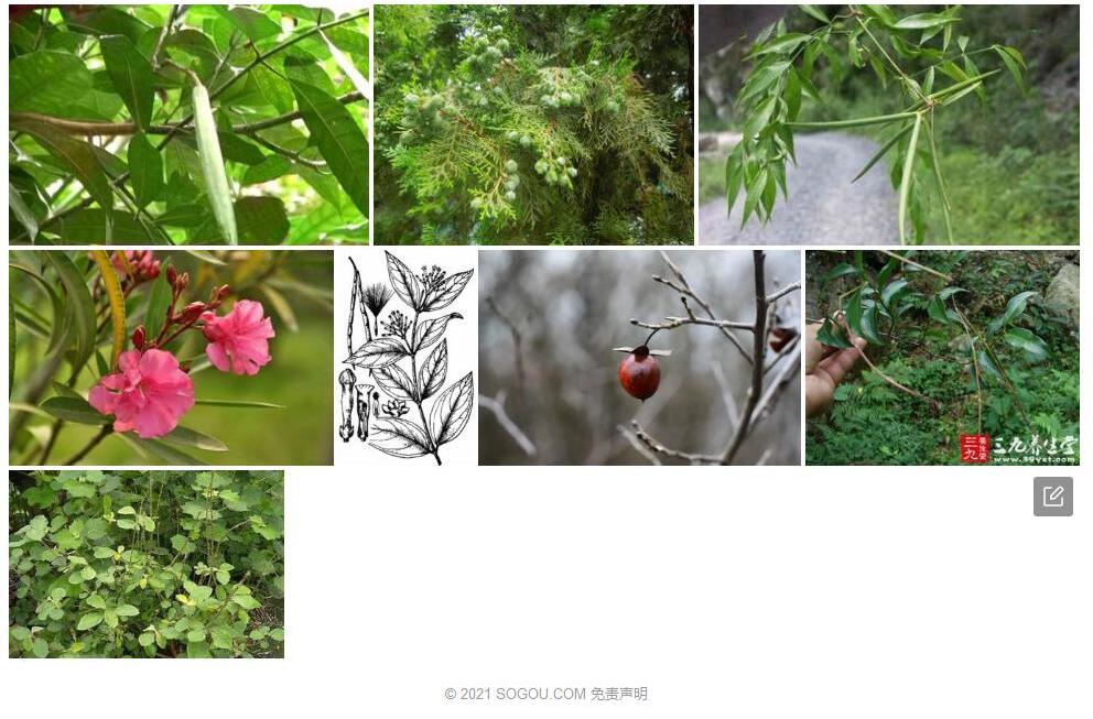 毛药藤照片和图片/