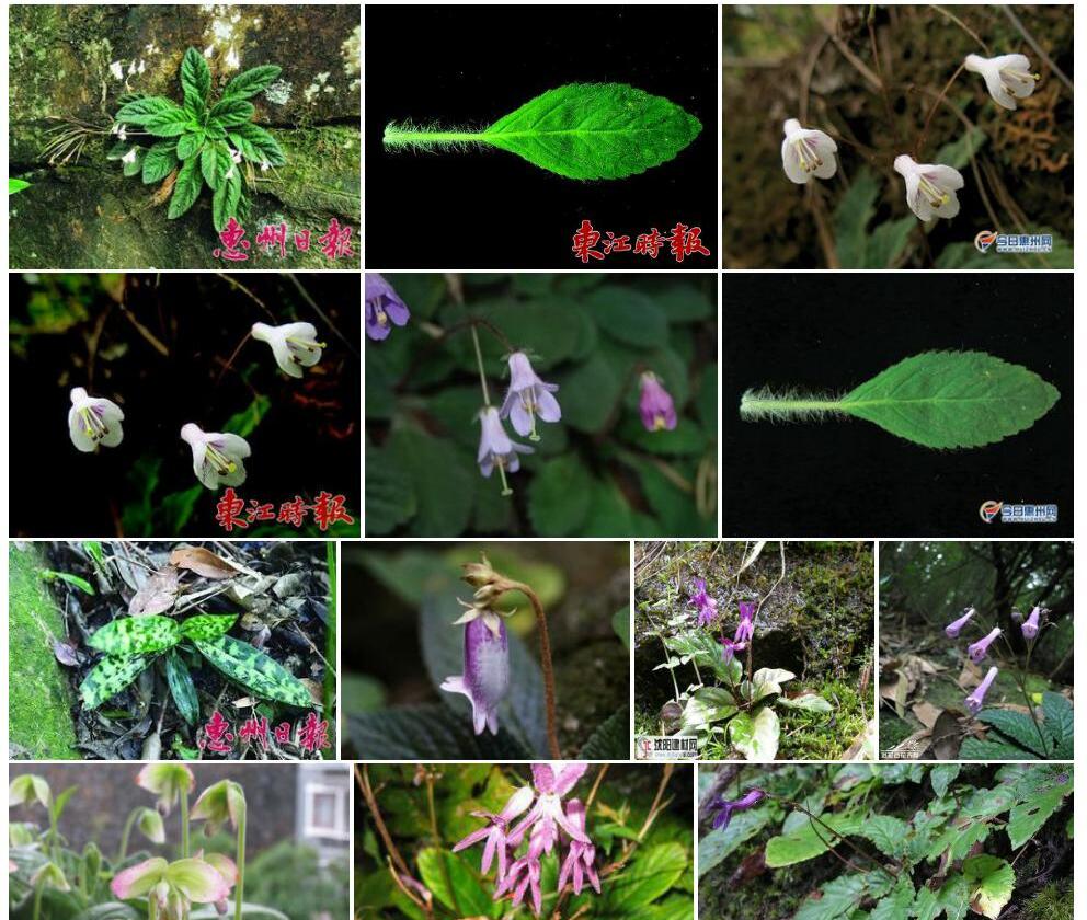 毛药马铃苣苔照片和图片/
