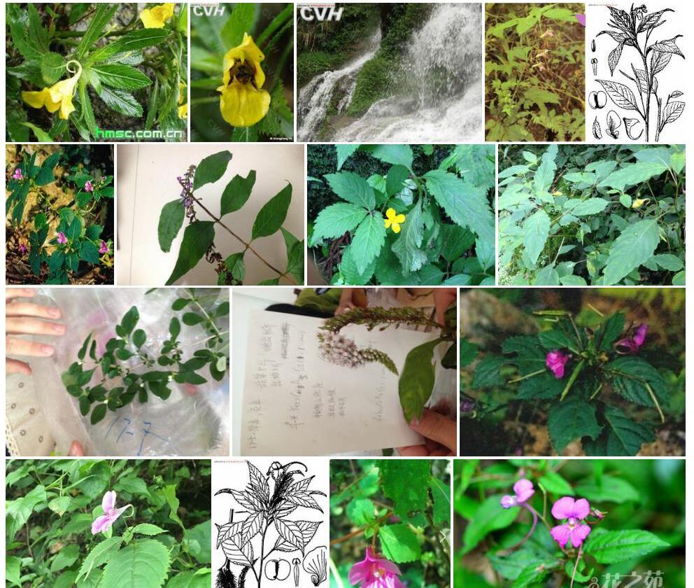 毛萼凤仙花照片和图片/