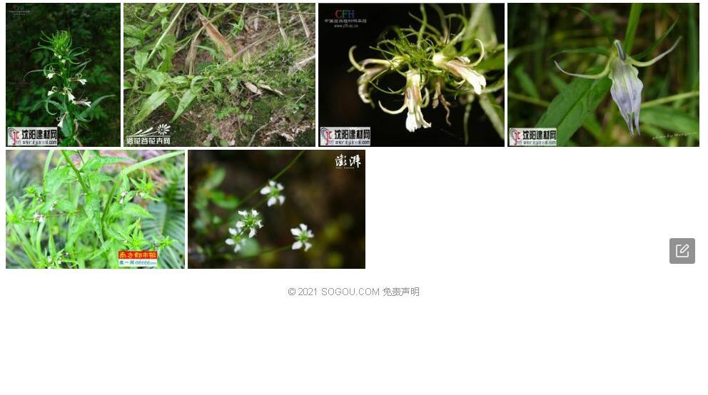 毛萼山梗菜照片和图片/