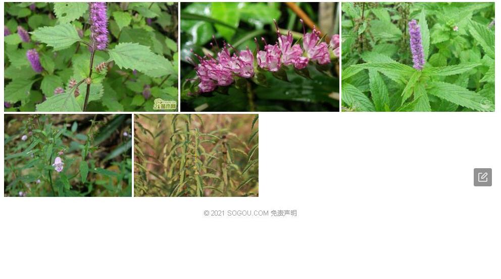 毛萼香薷照片和图片/