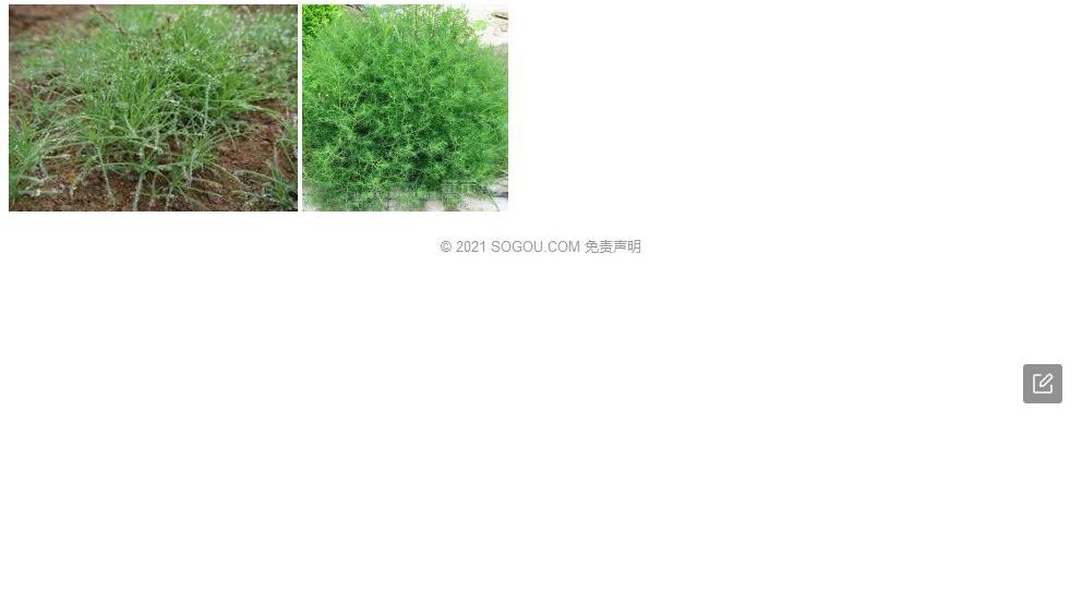 毛蓬子菜照片和图片/