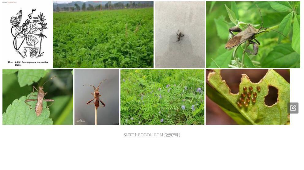 毛蔓豆照片和图片/