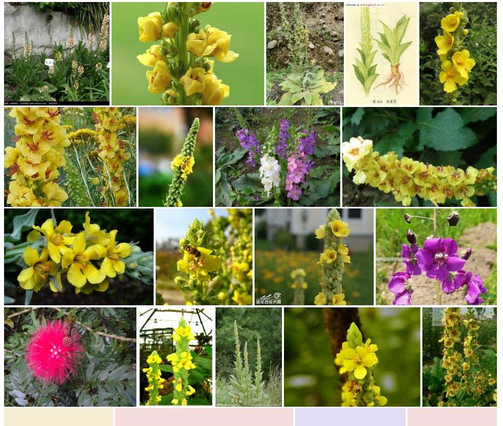 毛蕊花照片和图片/