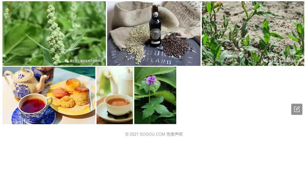 毛蕊草照片和图片/
