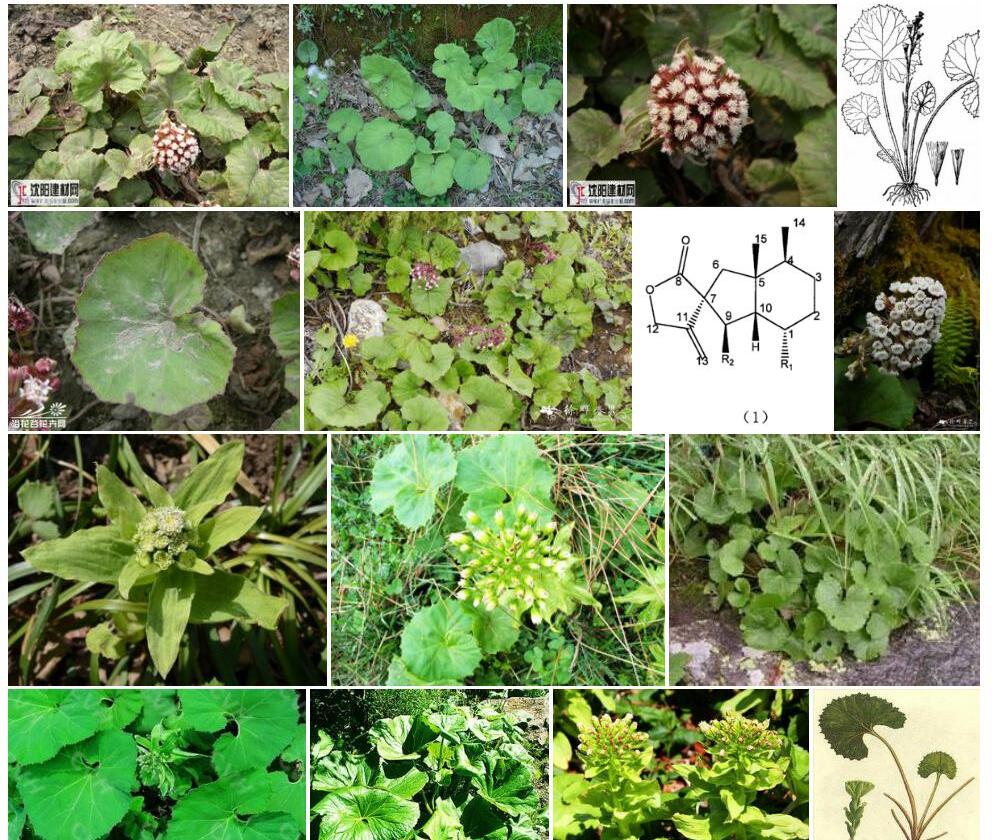 毛裂蜂斗菜照片和图片/