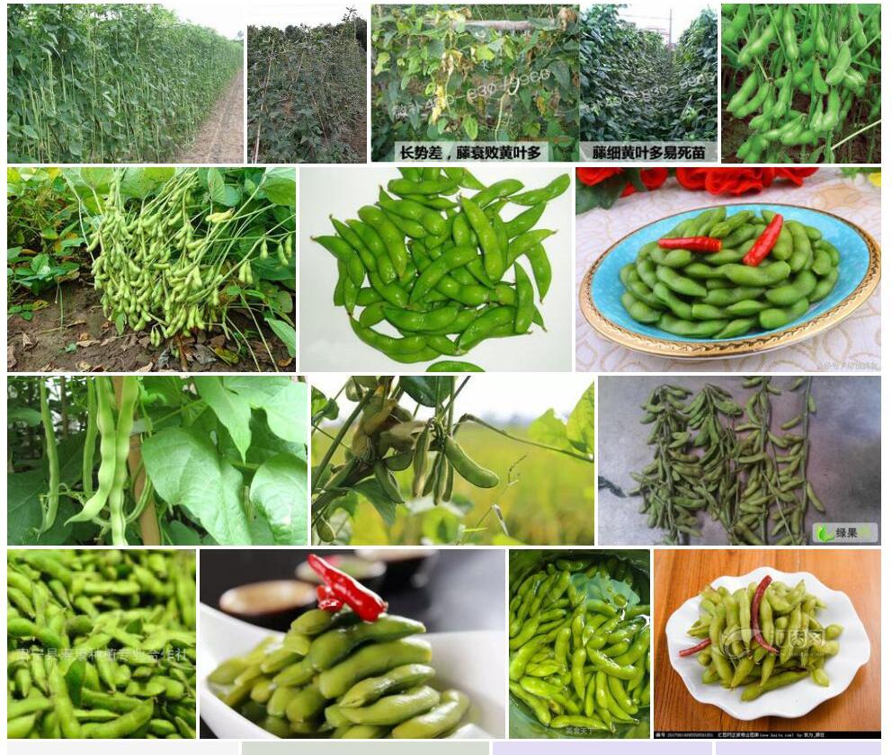 毛豇豆照片和图片/