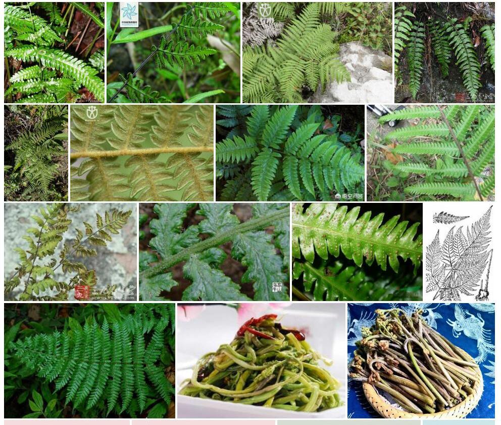 毛轴蕨照片和图片/