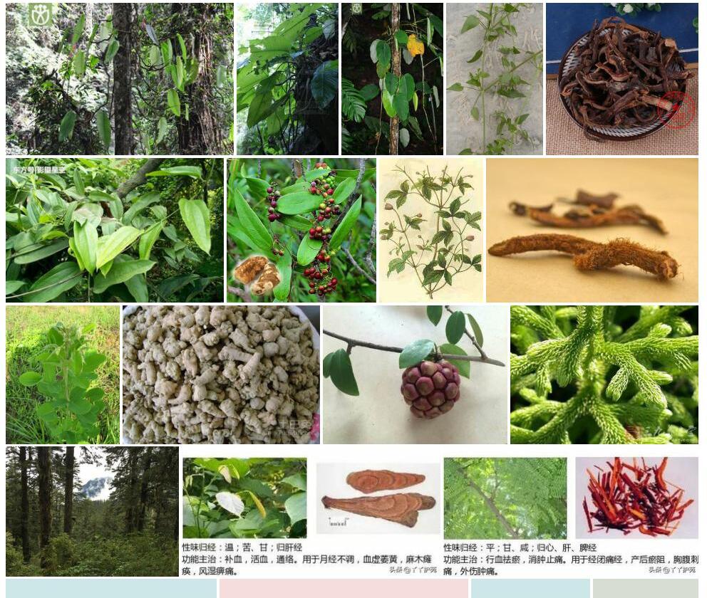 毛过山龙照片和图片/