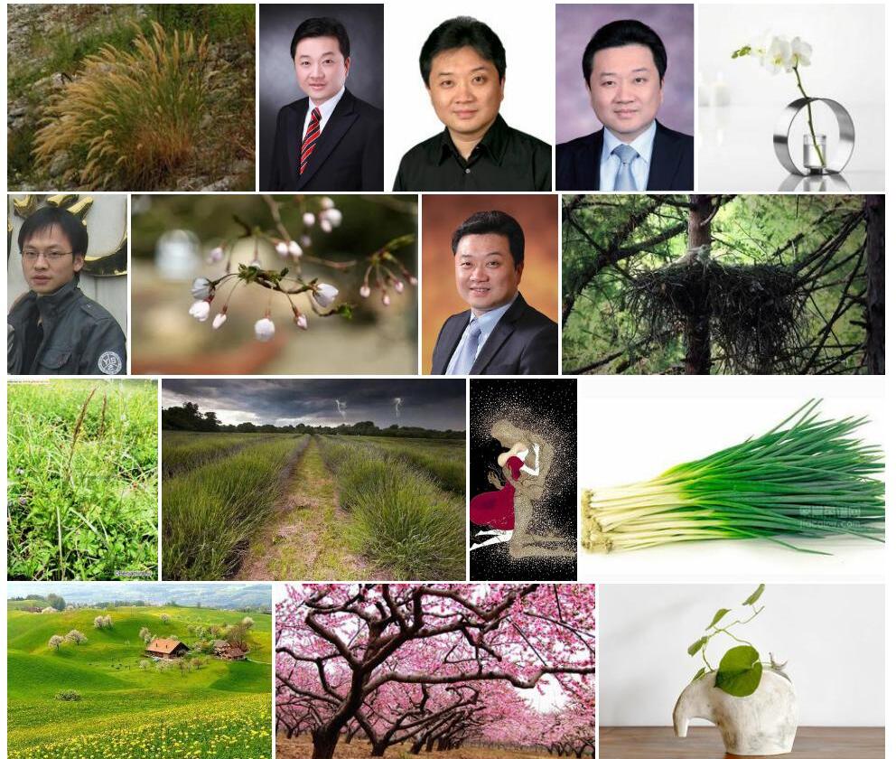 毛颖芨芨草照片和图片/