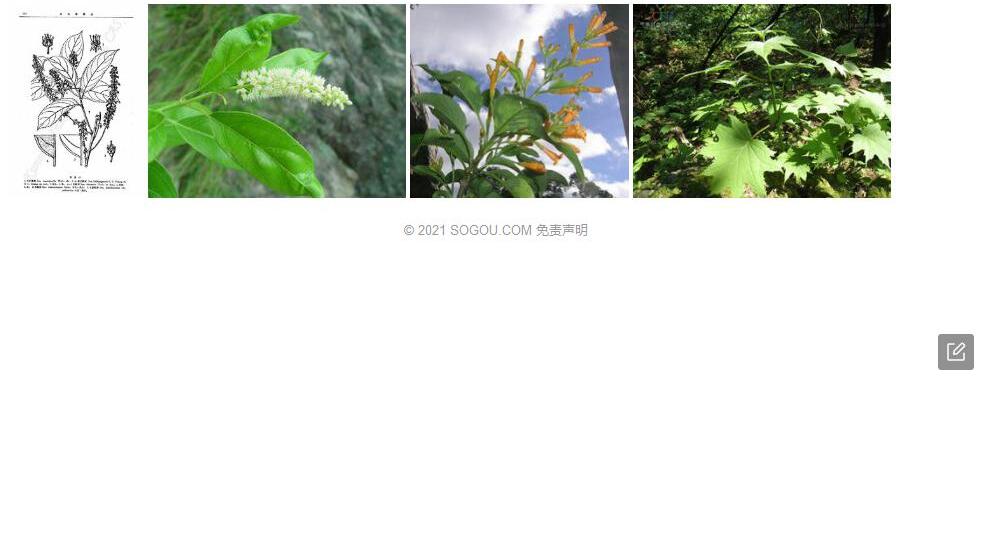 毛鼠刺照片和图片/