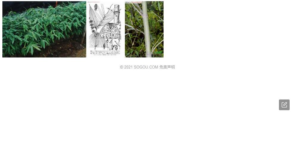 毛龙竹照片和图片/