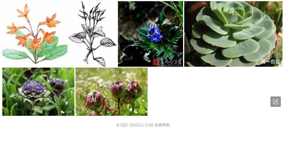 毡毛后蕊苣苔照片和图片/